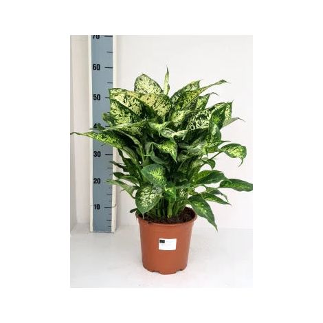 Gardenaria Dieffenbachia 'Compacta' - Pianta da interno ornamentale - Altezza: 50 cm (vaso 19) (1/5)