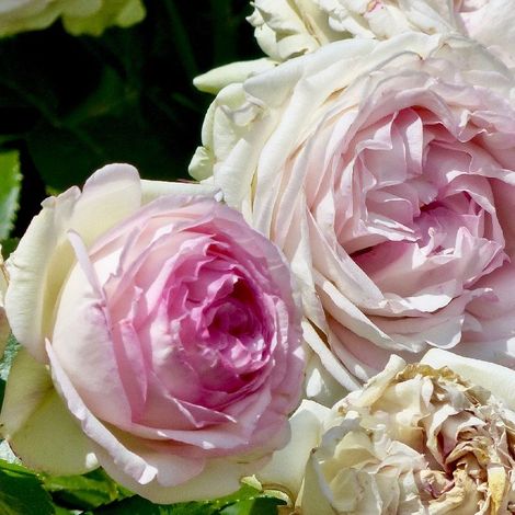 2 x Rosa  - Rosier grimpante - Rosa 'Pierre De Ronsard'