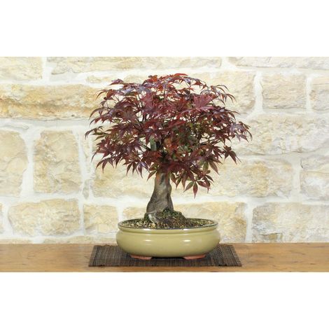 Bonsai di Acero Palmato Atropurpureum (10) (1/5)