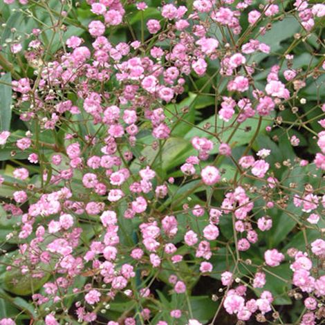 4 x Gypsophile paniculé 'Flamingo' - godet 9x9 cm (1/4)