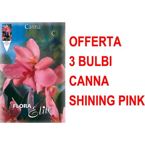 OFFERTA 3 BULBI CANNA BROWNLEAVED SHINING PINK BULBS BULBES