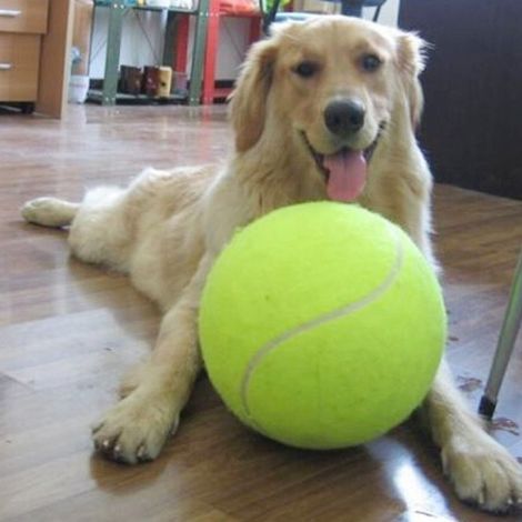 Pelota de tenis gigante inflable para perros de 24 cm, juguete de marca Signature [Pelota de tenis para perros] [Pelota gigante inflable de 24 cm] [Reforzada con goma]1 (1/5)