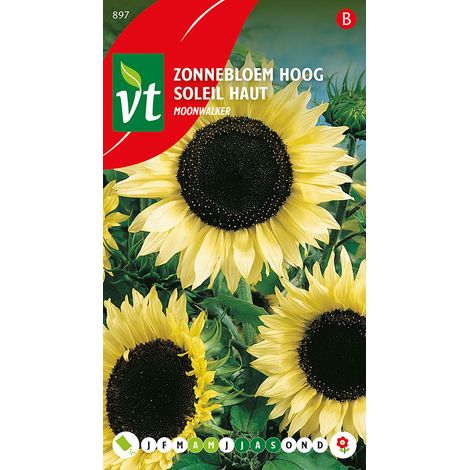 Tournesol Moonwalker - Ca. 1 gr (Livraison Gratuite) (1/2)