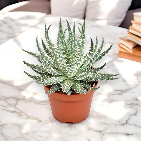 Gardenaria Aloe humilis - Pianta da interno ornamentale - Altezza: 18 cm (vaso 10) (1/5)