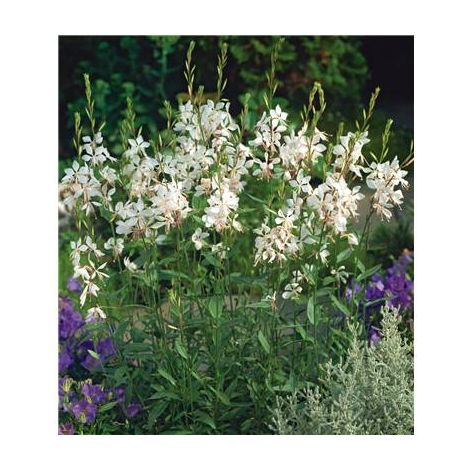 Gaura Short Form – 3 godets – Grandes fleurs blanches – Floraison de mai à octobre – Exposition plein soleil, tolérance à la sécheresse – Fabre Graines