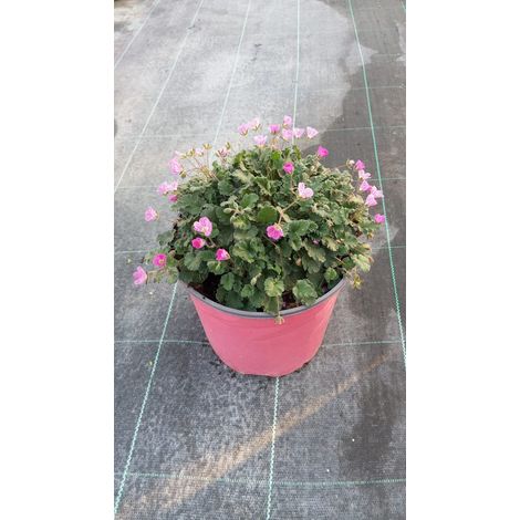 Bec-de-Grue Erodium Variabile Pot 18 cm Vivace Tapissante (1/4)