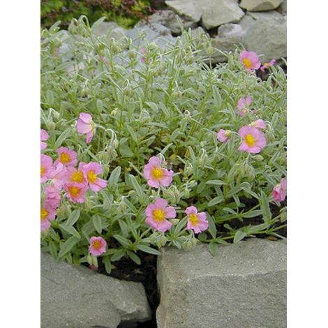 Hélianthème 'Rhodanthe Carneum Wisley Pink' Godet de 8/9 cm (1/3)