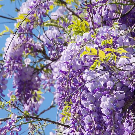 Glycine - Wisteria macrostachya Blue Moon 70cm (1/2)