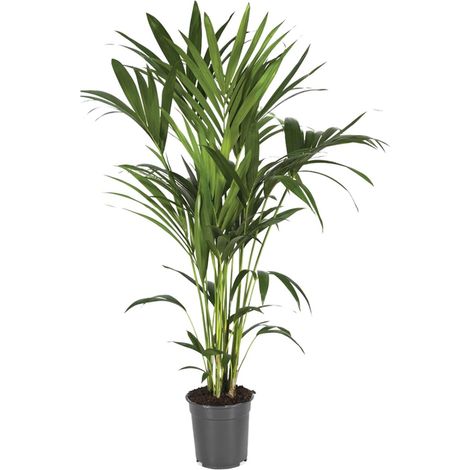 Palmier Kentia Howea Forsteriana - Plante d'Intérieur Tropicale et Élégante - Ø21 cm - 120 cm - PANGIVO (1/4)