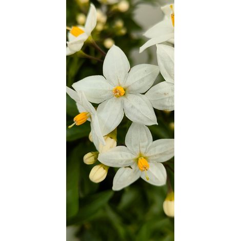 Pianta Solanum Jasminoides, vaso 14 foto reali