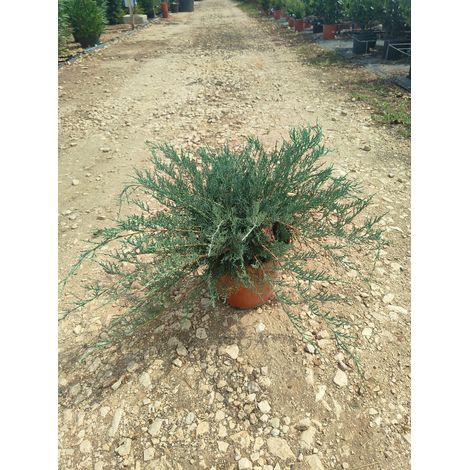 Genévrier Juniperus Pfitzeriana Glauca Pot 24 cm Conifère Persistant (1/2)