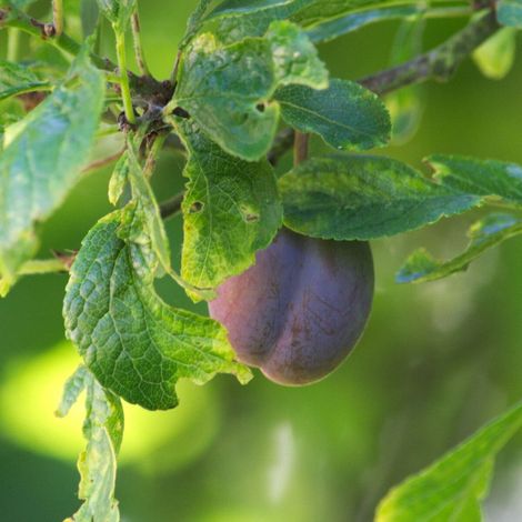 Prunier Quetsche d'Alsace/Pot de 12L - Gobelet 3 ans (1/5)