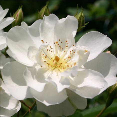 2 x Rosier grimpante - Rosa 'Bobbie James'