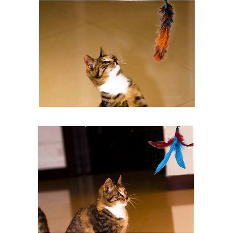Cocosity Baguette de jeu pour chat plume rétractable 11 pièces jouet interactif (1/5)