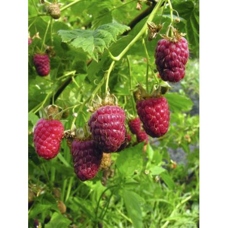 Framboisier 'Malling Promise' Pot de 1,5L/2L (1/2)