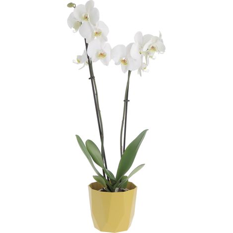Orchidea Phalaenopsis Bianca con Eco-Vaso Decorativo - Piante Vere Fiorite da Interno - H 60-70 cm Vaso Ø 12 cm (1/4)