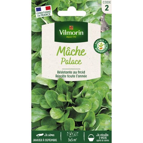 Mâche Palace Vilmorin (1/2)