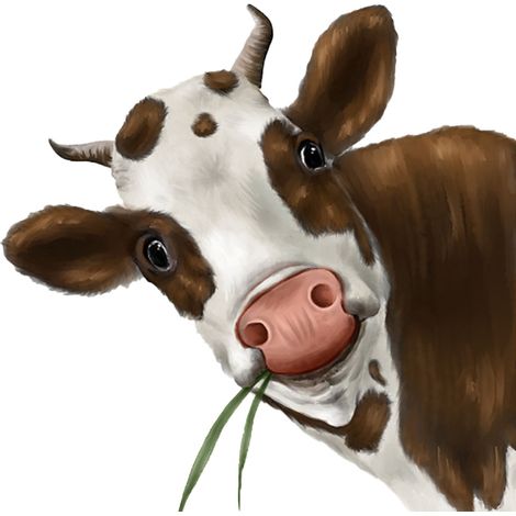 Stickers muraux/fenêtres Vache Rigolote - Motif Vache Réaliste - Décoration Ferme pour Chambre/Salon (1/5)