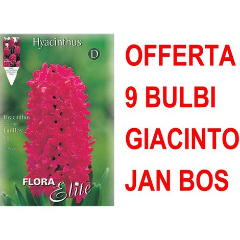 OFFERTA 9 BULBI GIACINTO JAN BOS BULBS