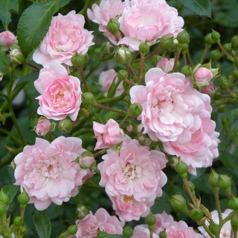 4 rosiers en grappes roses - Plante couvre-sol rustique pour bordures - Rosa the Fairy 'Pink' en pot de 1,5 litre, hauteur 10-20 cm (1/5)