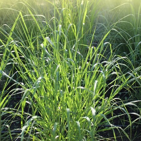 Panic érigé Thundercloud' - Panicum virgatum Thundercloud' pot 3L (1/2)