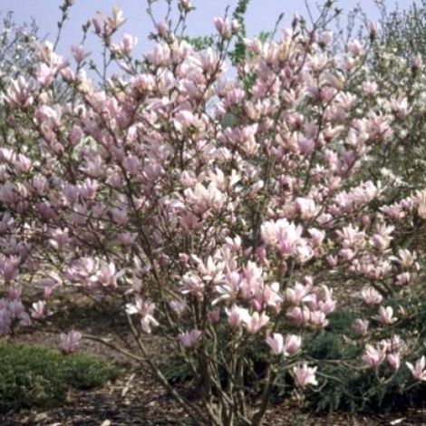 Magnolia 'George Henry Kern' - 60-80 cm pot