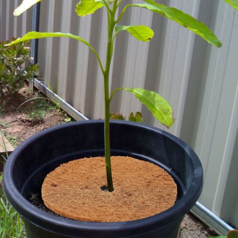 Paillasson en Fibres de Coco, Naturel et Durable, Protection Sol pour Pots de Fleurs (1/4)