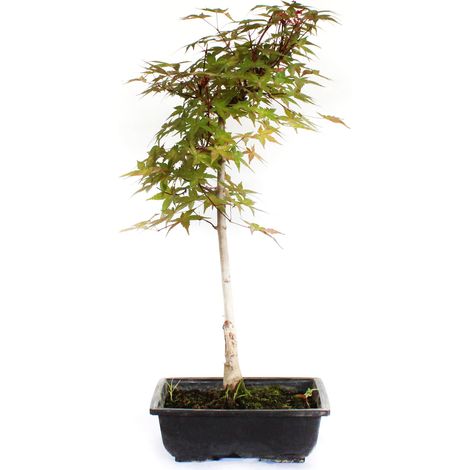 Bonsai Acero Rosso Giapponese - Acer Palmatum Deshojo - H 55-60 cm Vaso Ø 23,5 cm (1/3)