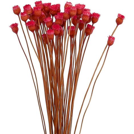Strauß aus 50 getrockneten roten Gänseblümchenstielen, Naturblumen für die Vase, florale Tischdekoration