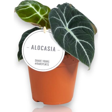 Gardenaria Alocasia 'Black velvet' - Pianta da interno ornamentale - Altezza: 25 cm (vaso 14) (1/5)