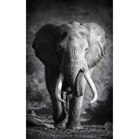 Tableau animaux elephanteau noir et blanc - 50x80 cm (1/5)