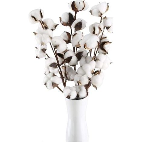 Fleurs de Coton Naturelles Séchées – 10 Têtes sur Tiges, Fausses Fleurs Artificielles pour Décoration de Balcon, Mariage et Table (1/4)