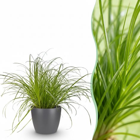 Cyperus alternifolius Zumula - Plante à Chats d'Intérieur - Pot Gris 12 cm - Hauteur 20 cm - PANGIVO (1/5)