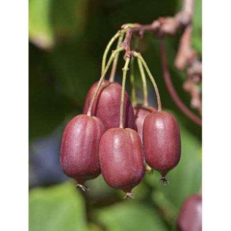 Kiwi, Kiwai 'Red Jumbo' femelle Pot de 1,5L/2L