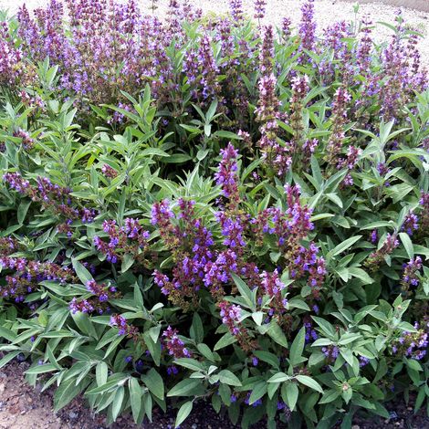 4 x Sauge officinale - Salvia officinalis  - godet 9x9 cm