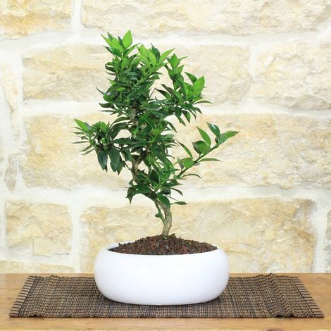 Bonsai di Agrume in ciotola bassa bassa - età 7 anni (1/4)