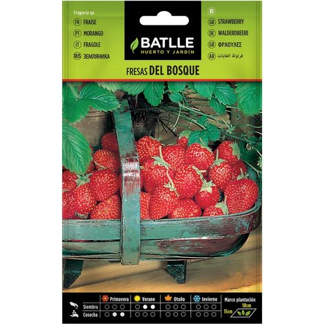 Semillas de Fresas de Bosque sobre