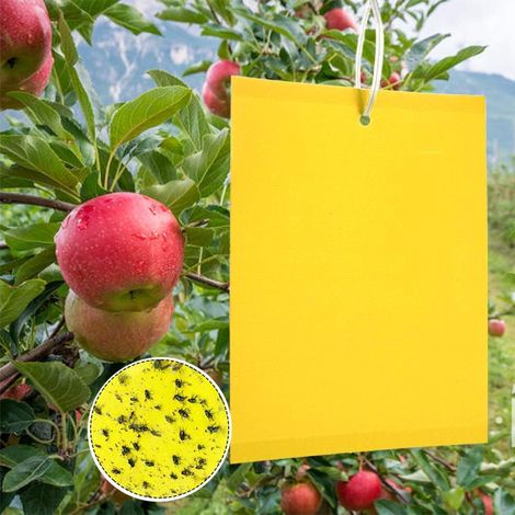 50 trampas adhesivas amarillas contra moscas, pulgones, minadores de hojas y mariposas: protección para huertos frutales.