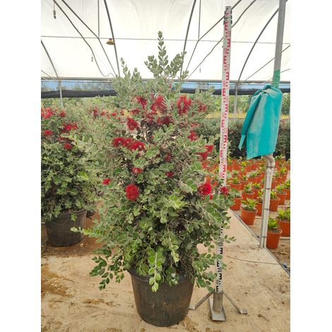 Arbre de Noël Néo-Zélandais Metrosideros Excelsa Pot 55 cm Persistant (1/5)
