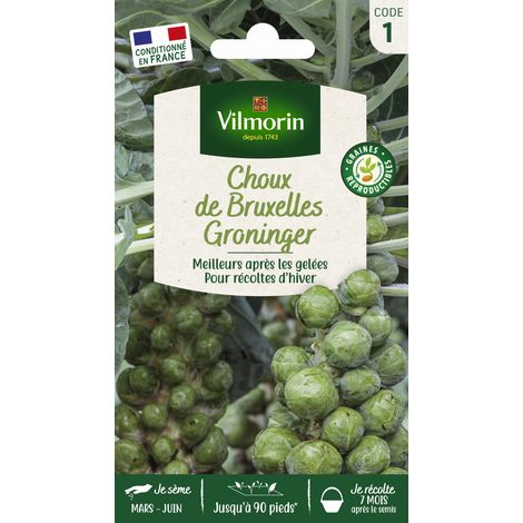 Vilmorin Choux de Bruxelles Groninger (1/2)