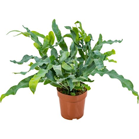 Bloomique - Phlebodium Blue Star - Fougère bleue - Plante d’intérieur - Dépolluante - Pet Friendly - 20-30 cm de Haut - Pot 12 cm