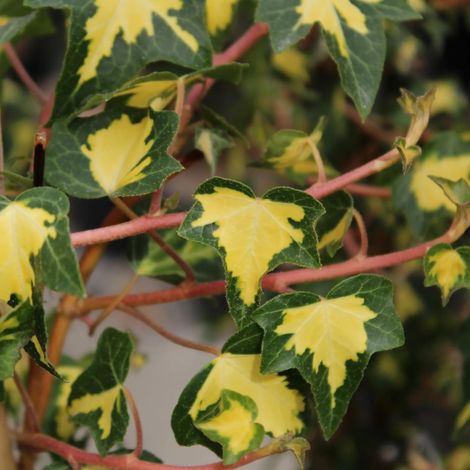 Gardenaria Edera - Hedera helix 'Goldheart' - Pianta rampicante ornamentale da esterno - Altezza: 180/200 cm (vaso 24) (1/2)