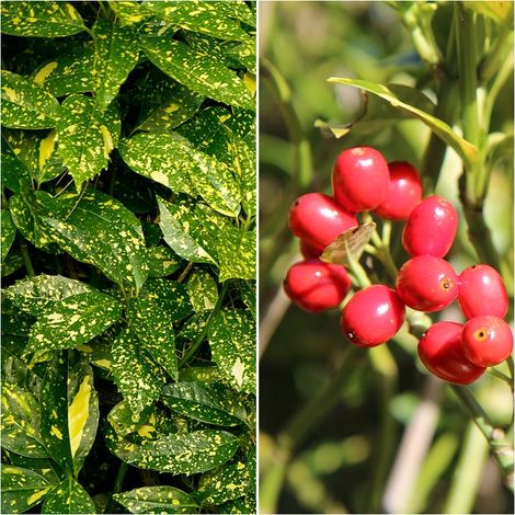 Planta de Aucuba Japonica. Laurel Moteado