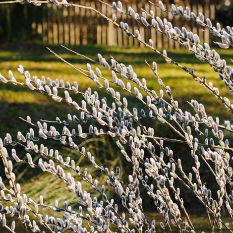 Saule marsault pleureur Kilmarnock, Salix/Pot de 15L - 1/2 tige