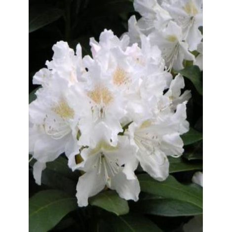Rhododendron  'Cunningham's White' Pot de 4L/5L (1/3)