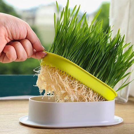 Boîte d'herbe pour chats - Herbe à chat respectueuse des animaux, facile à cultiver - Collation naturelle pour votre animal de compagnie - Réutilisable et avec grille de protection - Convient pour l'i (1/5)