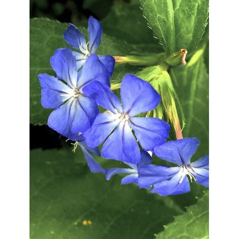 Plumbago de Wilmott 'Forest Blue' Pot de 2L/3L (1/3)