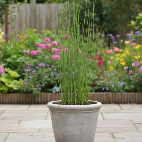 Prêle d'hiver, Equisetum/Lot de 9 godets