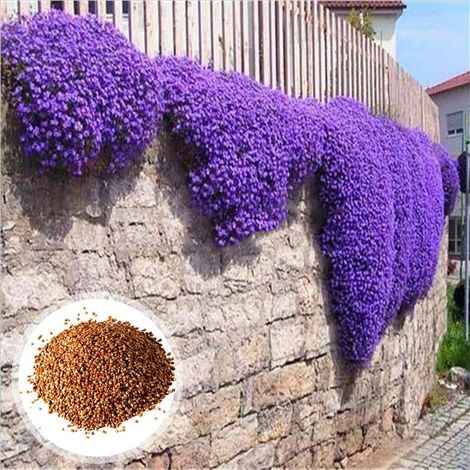 Lot de 10 000 graines de thym rampante violet vif – Plantes ornementales et aromatiques vivaces, pour pots et jardin extérieur, attire pollinisateurs (1/5)