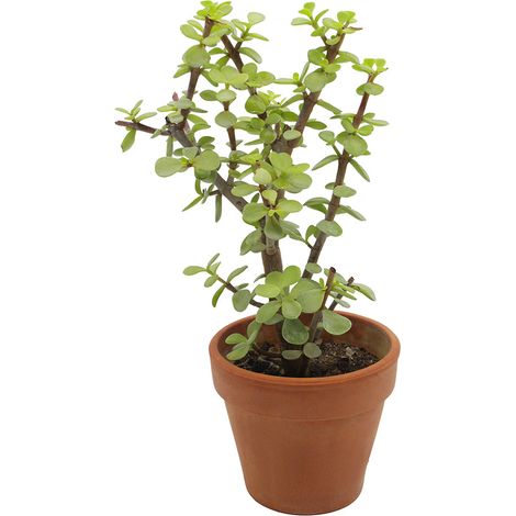 Portulacaria afra - portulaca bonsai - vaso in terracotta 14 cm (1/3)